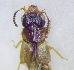 Oxytelinae