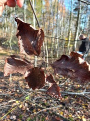 Scandosorbus intermedia