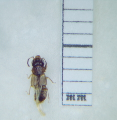 Oxytelinae
