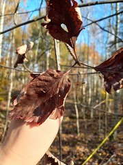 Scandosorbus intermedia