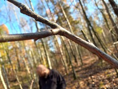 Scandosorbus intermedia