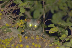 Paradoxurus hermaphroditus