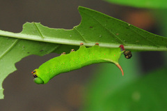 Macroglossum divergens