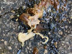 Gastrodontidae