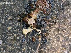 Gastrodontidae