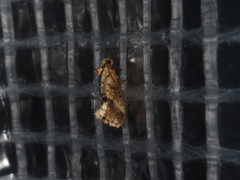 Azaleodes