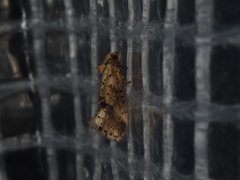 Azaleodes