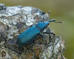 Magdalis phlegmatica