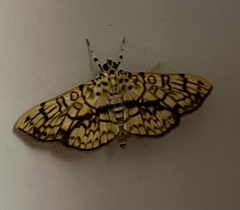 Haritalodes obliqualis