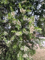 Melaleuca styphelioides