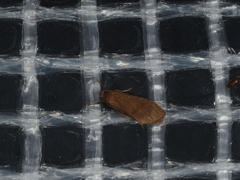 Lambula obliquilinea