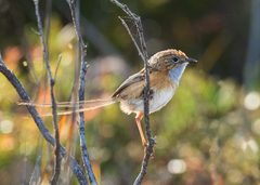 Stipiturus malachurus