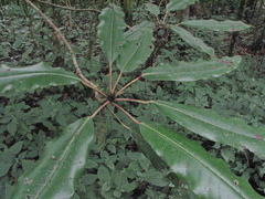 Daphniphyllum himalaense