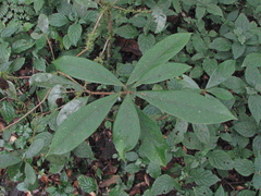 Actinodaphne mushaensis
