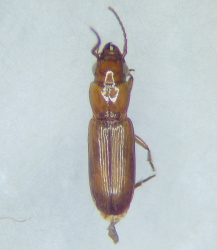 Sirdenus grayii