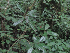 Daphniphyllum himalaense