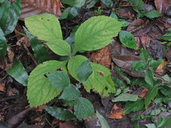 Comanthosphace formosana