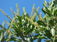 Quintinia verdonii
