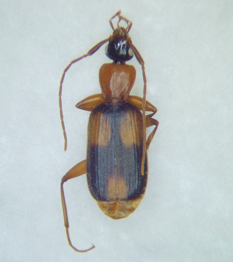 Zuphium olens