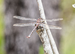 Petalura litorea