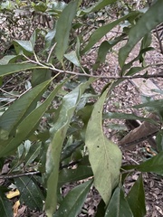 Quintinia verdonii