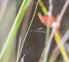 Pseudagrion ignifer
