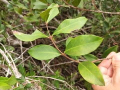 Acokanthera oppositifolia