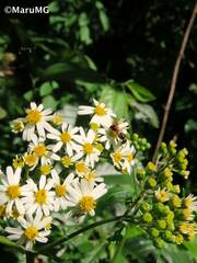 Alloispermum integrifolium