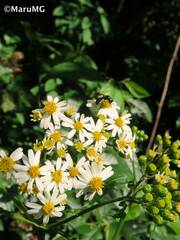 Alloispermum integrifolium