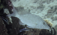 Lethrinus microdon