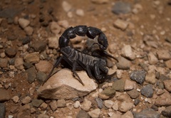 Androctonus bourdoni