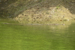 Crocodylus palustris