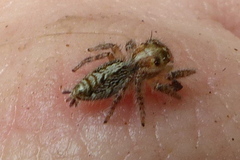 Hyllus