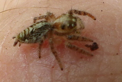 Hyllus