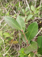 Acokanthera oppositifolia