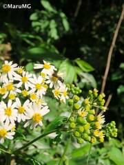 Alloispermum integrifolium