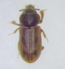 Heteroceridae