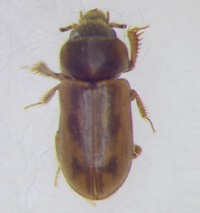 Heteroceridae