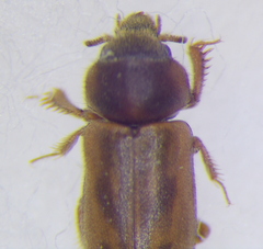 Heteroceridae