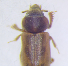 Heteroceridae