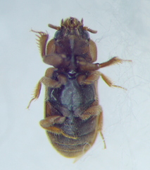 Heteroceridae