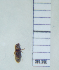 Heteroceridae