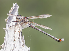 Petalura litorea