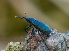 Magdalis phlegmatica