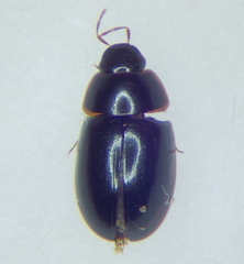 Enochrinae