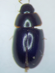 Enochrinae