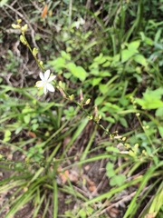 Chlorophytum saundersiae