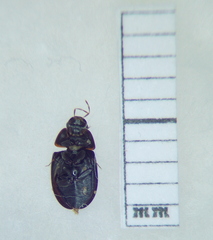 Enochrinae