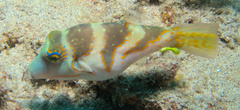 Canthigaster axiologus