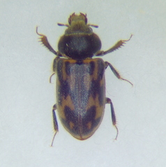 Heteroceridae